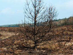 IMGP9762-Skovfyr paa afbraendt hede